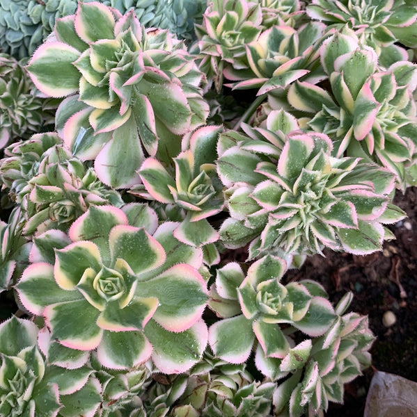 Aeonium Sunburst Crest 灿烂缀化