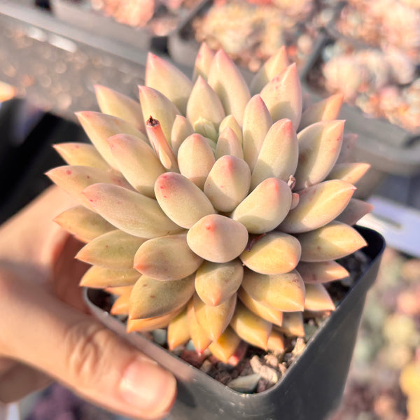 Pachyveria White Grape 白葡萄