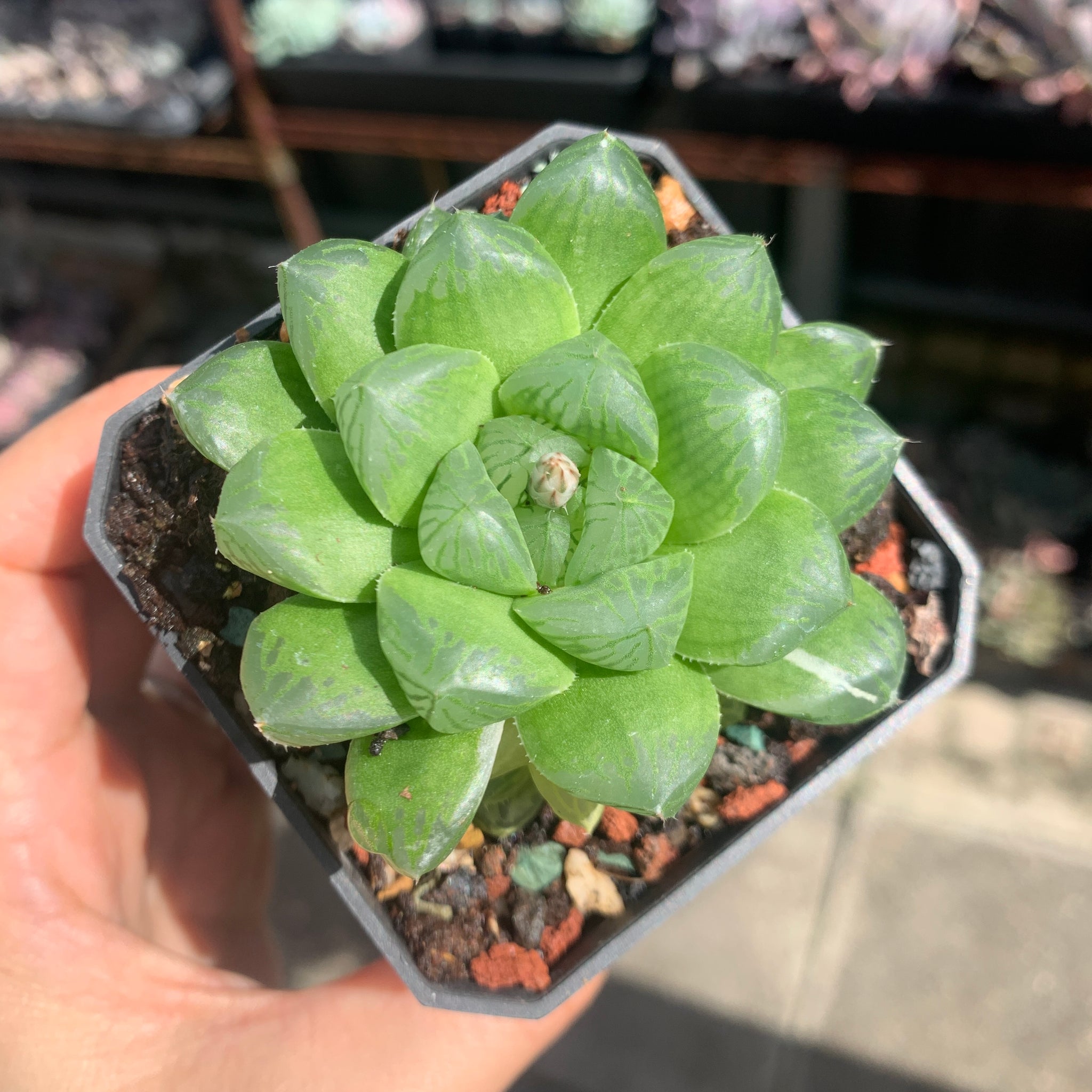 Haworthia Cooperi sp Suzhou cluster (no variegation) 苏州玉露锦（退锦）