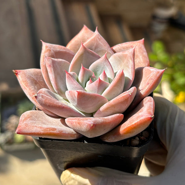 Echeveria Perfect Lover 完美恋人 Succulent Delight New Hybrid