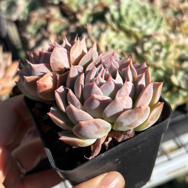 Echeveria Cold Fire 冷焰