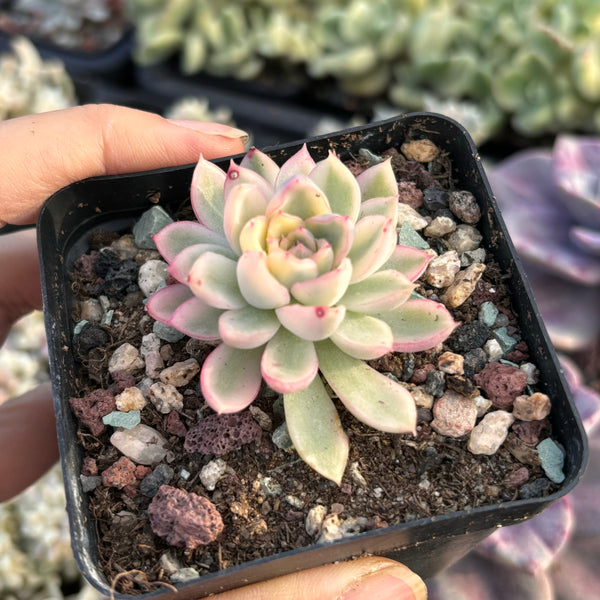 Echeveria Mebina variegated 女雏锦