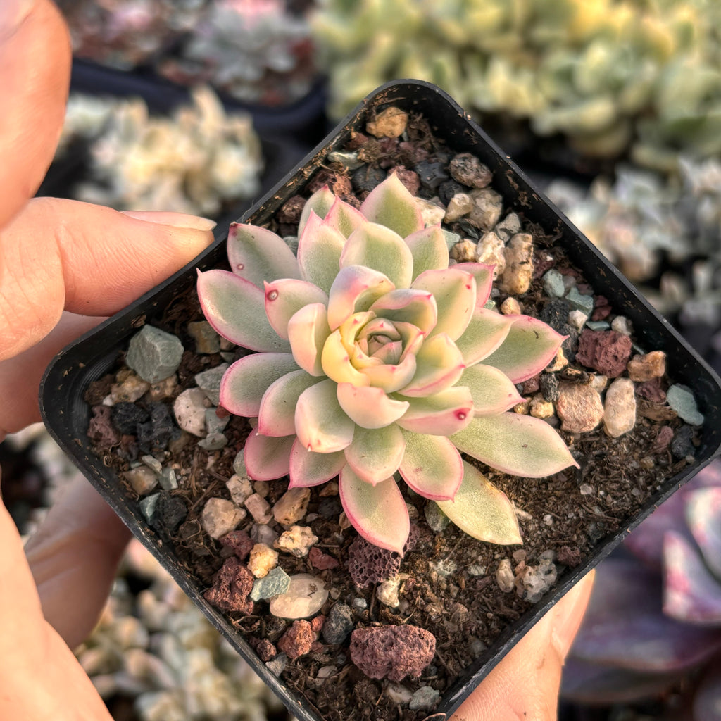 mebina succulent Echeveria Mebina variegated 女雏锦– Succulents Delight