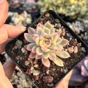 Echeveria Mebina variegated 女雏锦