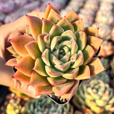 Echeveria Red Dress 红裙 Succulent Delight new hybrid