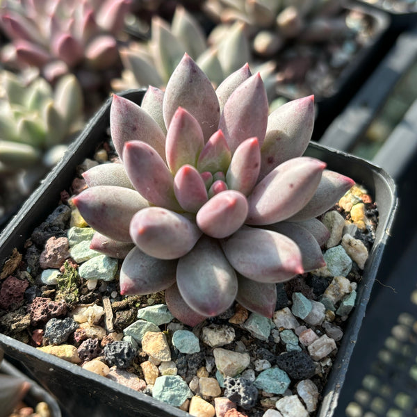 Pachyveria Red Grape 红葡萄