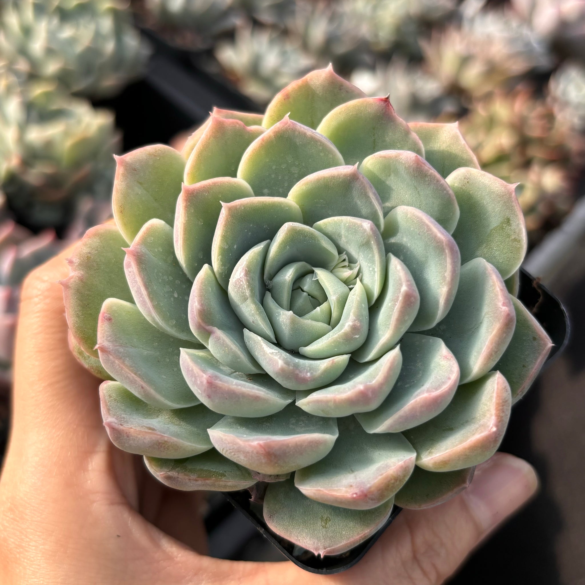Echeveria Moonscars 月痕 Succulents Delight New Hybrid
