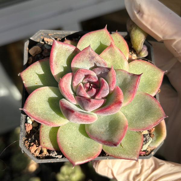 Echeveria Black Magic 黑魔法 Succulent Delight New Hybrid