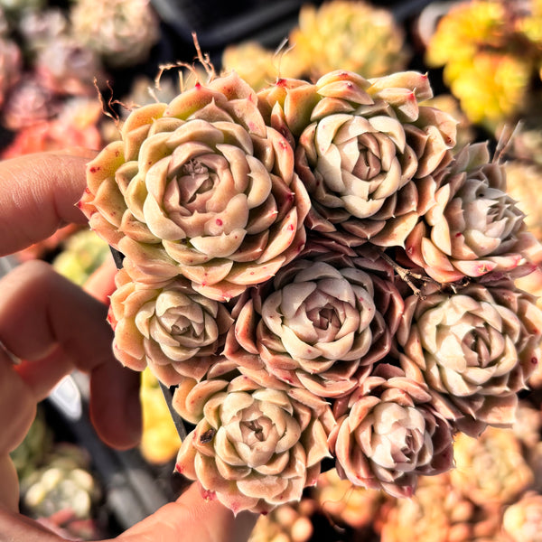 Echeveria Elegans Water Paint 水墨画