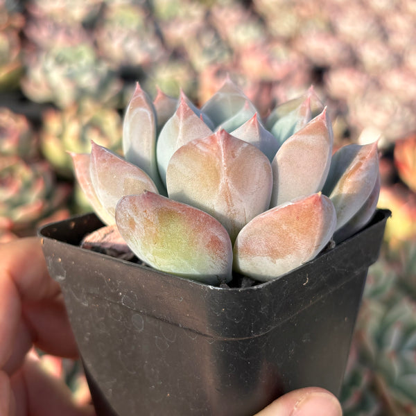 Echeveria White Lover 白色恋人 Succulent Delight New Hybrid