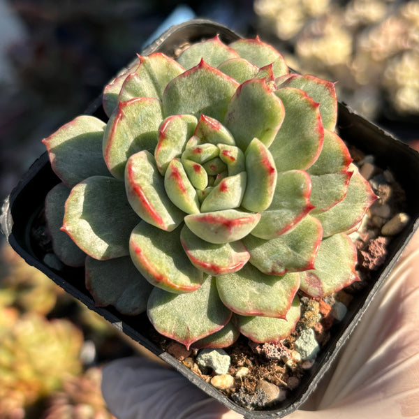 Echeveria Emerald Jade silky veriegated 翡翠玉石化锦