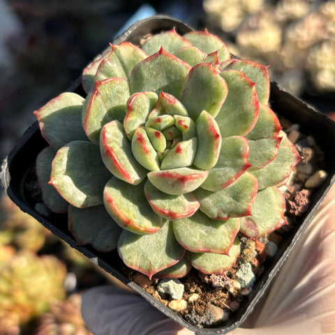 Echeveria Emerald Jade silky veriegated 翡翠玉石化锦