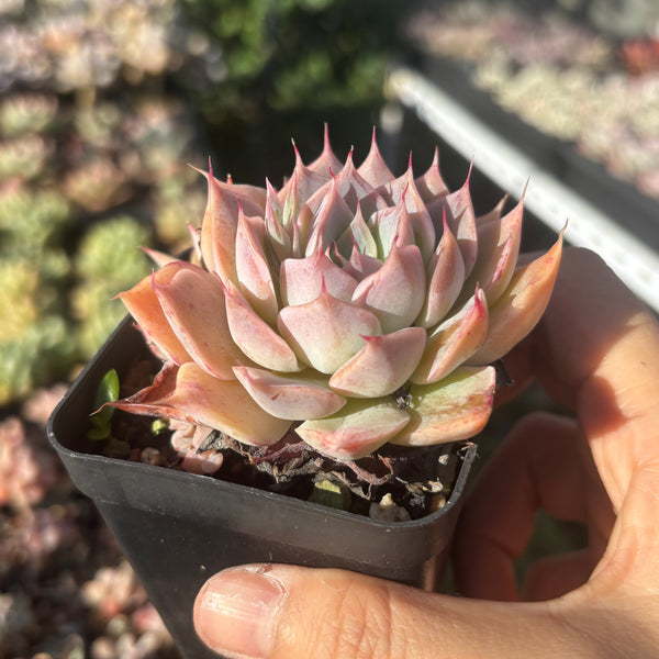 Echeveria Cold Fire 冷焰