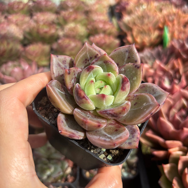 Echeveria Succulent Delight new hybrid