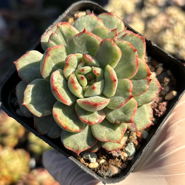 Echeveria Emerald Jade silky veriegated 翡翠玉石化锦