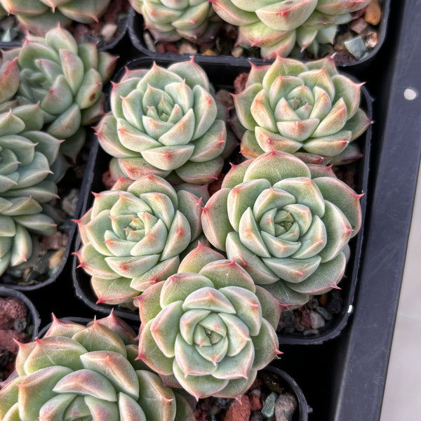 Echeveria Candy Malgan 糖果麦秆 Succulent Delight new hybrid