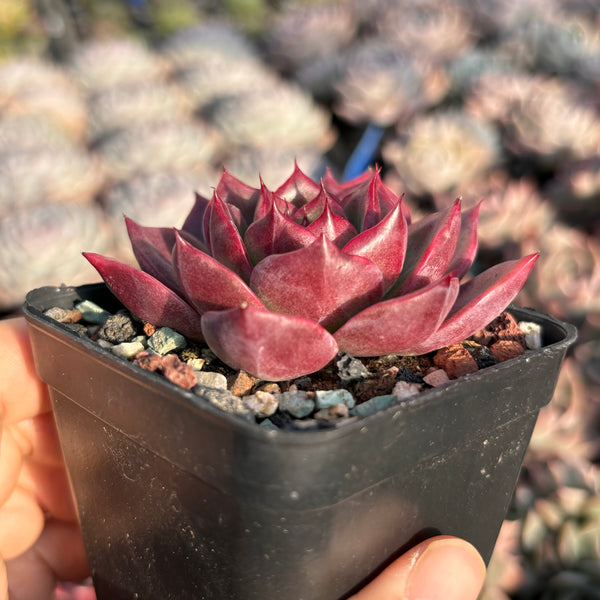 Echeveria Red Maple 红叶 Succulent Delight new hybrid