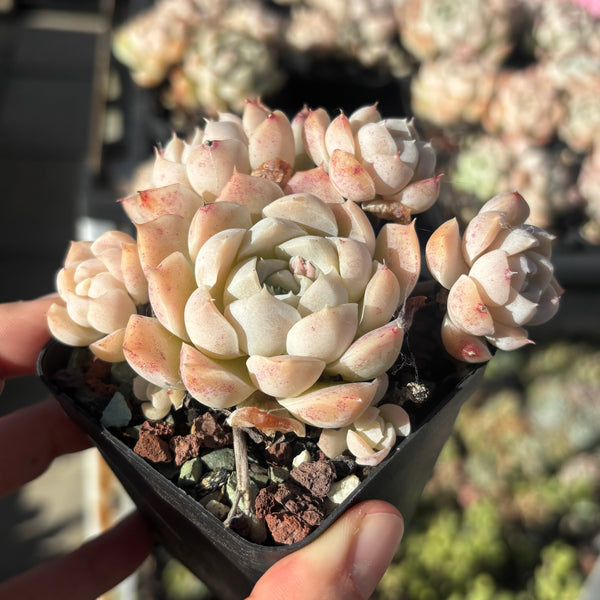 Echeveria Dreamy Chant 如梦令 Delight new hybrid
