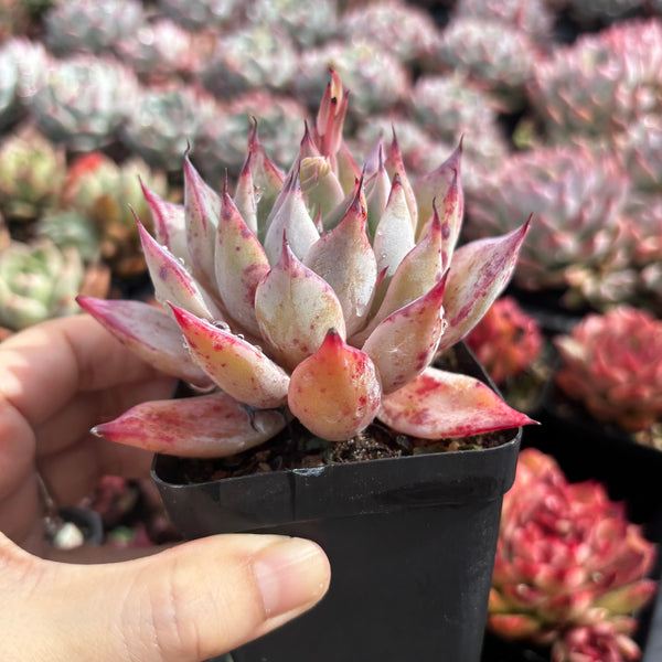 Echeveria Katarina 卡特琳娜  - Succulents Delight New Hybrid