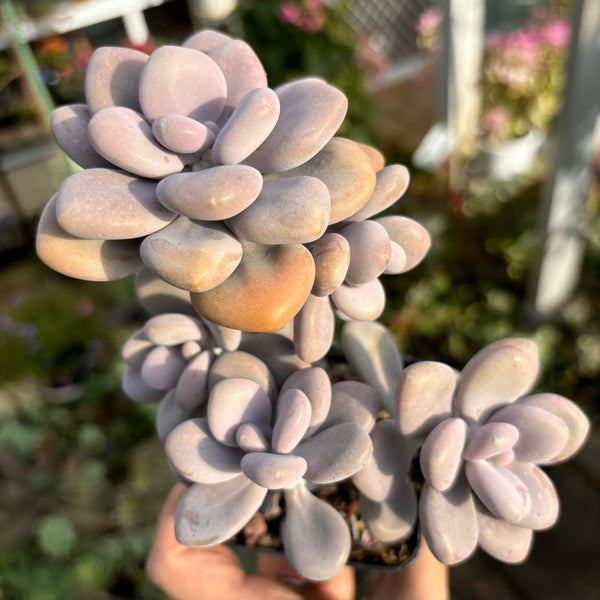 Graptopetalum Amethystinum Lavender Pebbles cluster 桃蛋群