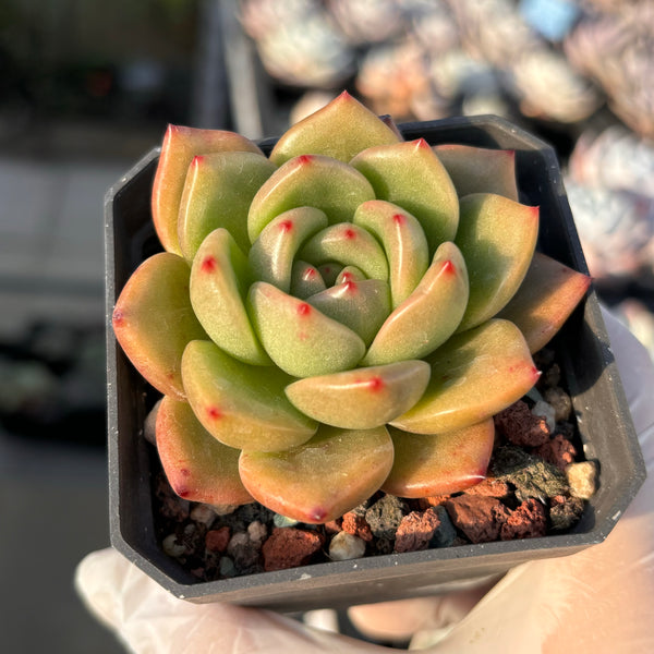 Echeveria Agavoides Alice 东云爱丽丝 Succulent Delight new hybrid