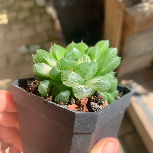 Haworthia Cooperi sp Suzhou cluster (no variegation) 苏州玉露锦（退锦）