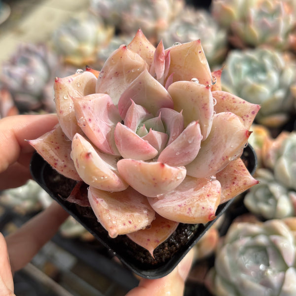 Echeveria Perfect Lover 完美恋人 Succulent Delight New Hybrid