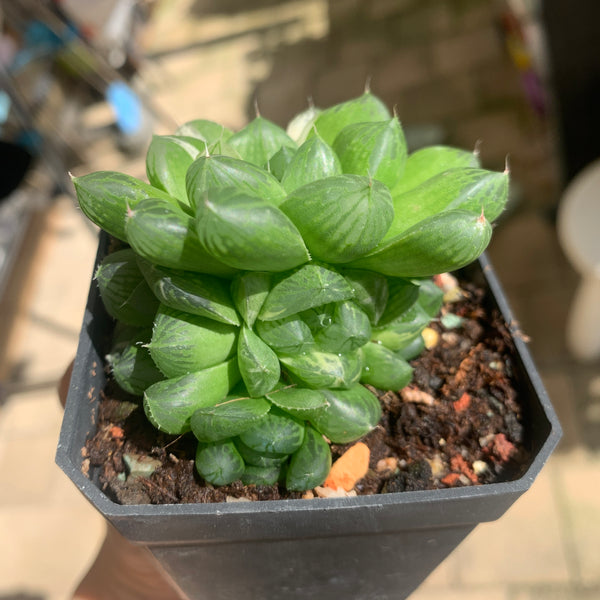 Haworthia Cooperi sp Suzhou cluster (no variegation) 苏州玉露锦（退锦）