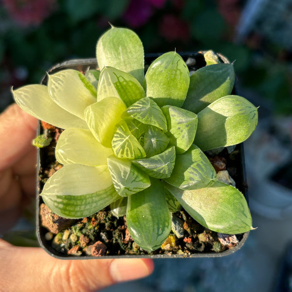 Haworthia Cooperi sp Suzhou variegated 苏州玉露锦