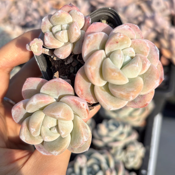 Echeveria Ice Dew 冰露