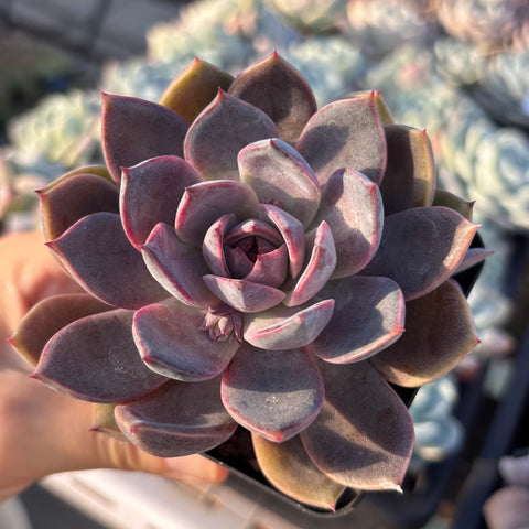 Echeveria Purple Dream 紫梦 Succulent Delight new hybrid