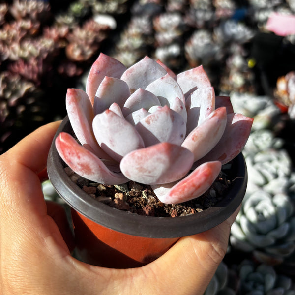 Echeveria Snow Angel 雪天使