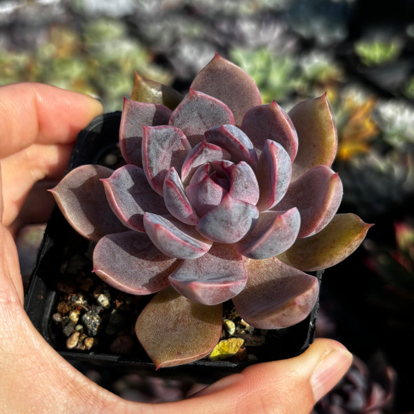 Echeveria Purple Dream 紫梦 Succulent Delight new hybrid