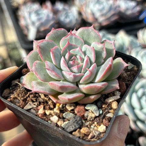 Echeveria Flower Fairy 花仙子