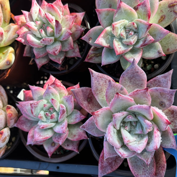 Echeveria Colorata hybrid 卡罗拉杂 Succulent Delight new hybrid
