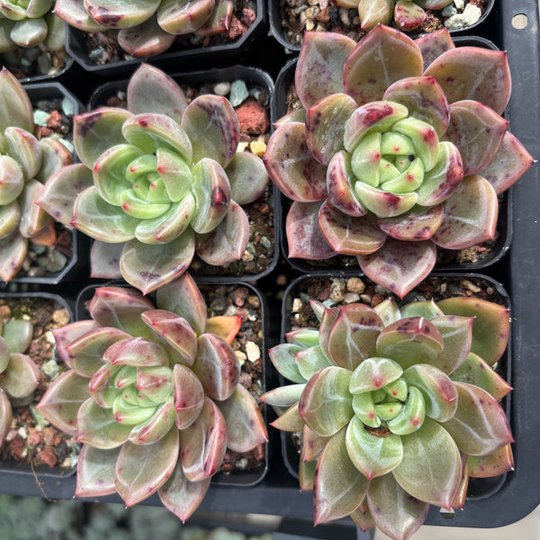 Echeveria Succulent Delight new hybrid