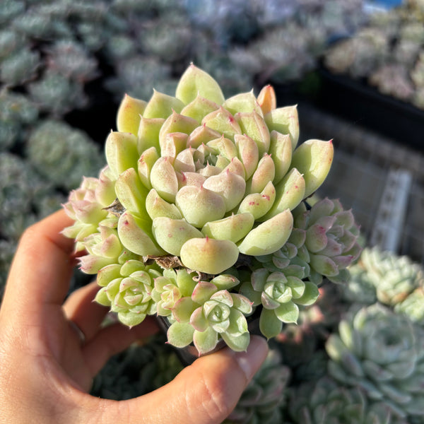 Get the same Echeveria Snow Princess sp cluster No. 5