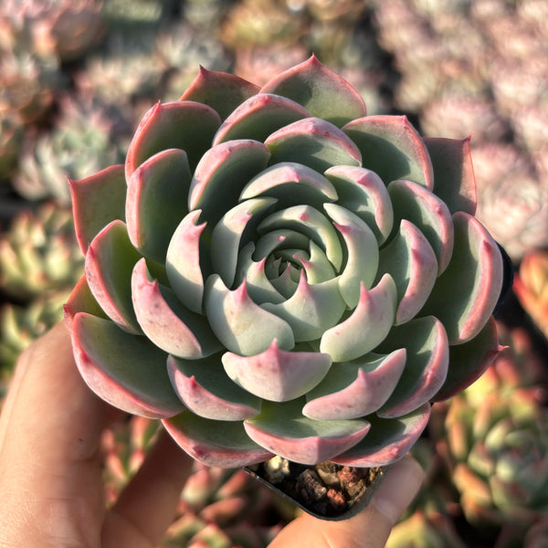 Echeveria Swirl 漩涡 Succulent Delight New Hybrid
