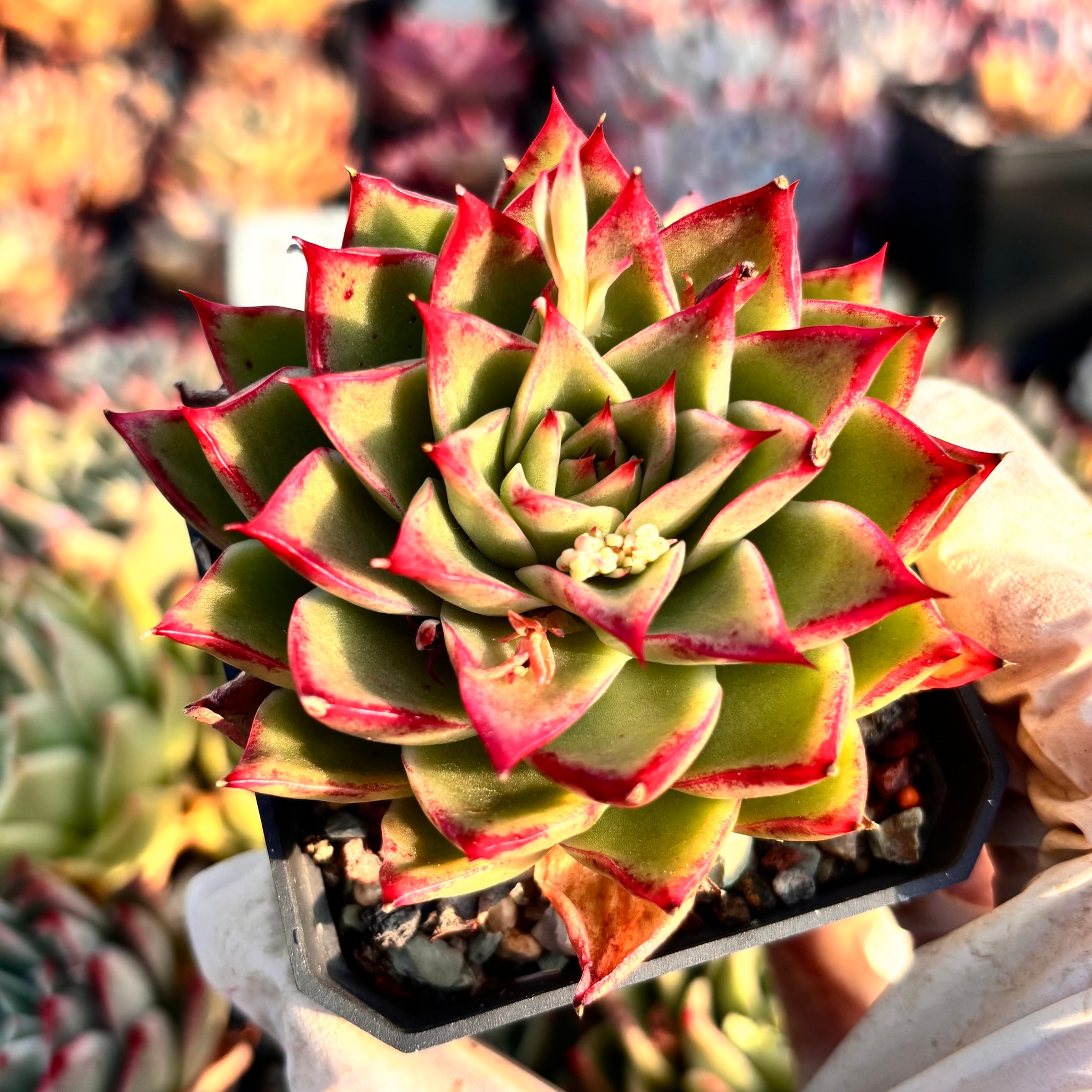 succulent enchantress plant Echeveria Enchantress 红颜Succulents Delight New Hybrid