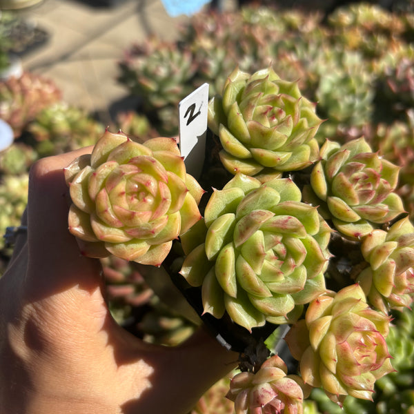 Get the same Echeveria Mulgan sp cluster No. 2