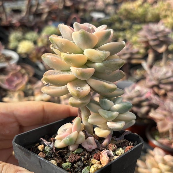 Graptoveria paraguayense bernalense variegata 美杏锦