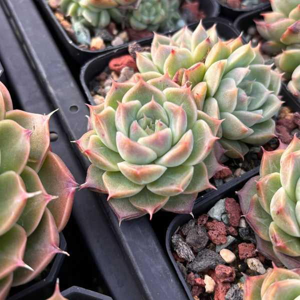 Echeveria Candy Malgan 糖果麦秆 Succulent Delight new hybrid