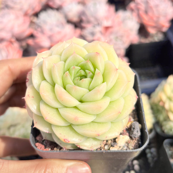 Echeveria Crystal Malgan 水晶麦秆 Succulent Delight new hybrid