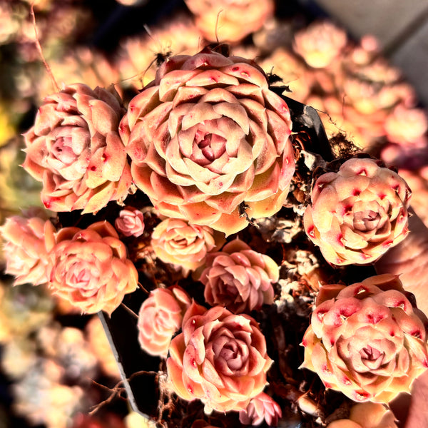 Echeveria Elegans Water Paint 水墨画