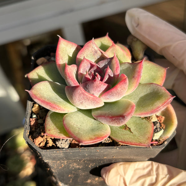 Echeveria Black Magic 黑魔法 Succulent Delight New Hybrid