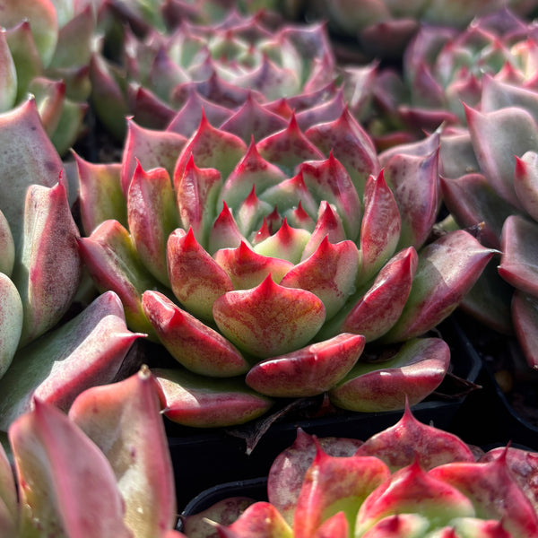 Echeveria Twilight Kiss 暮光之吻 Succulent Delight new hybrid