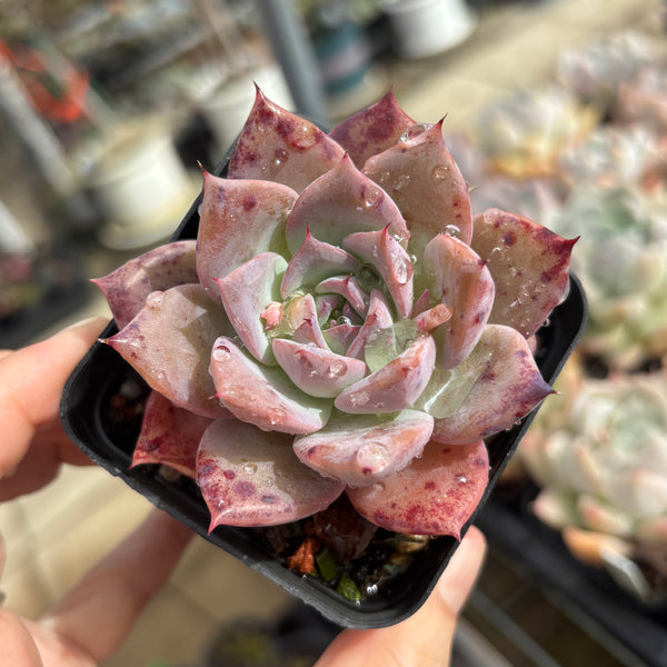 Echeveria Perfect Lover 完美恋人 Succulent Delight New Hybrid