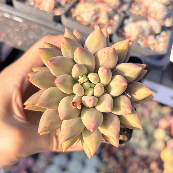 Pachyveria White Grape 白葡萄