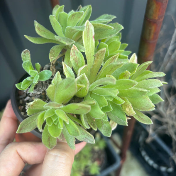 Aeonium Ballerina cluster 冰绒法师