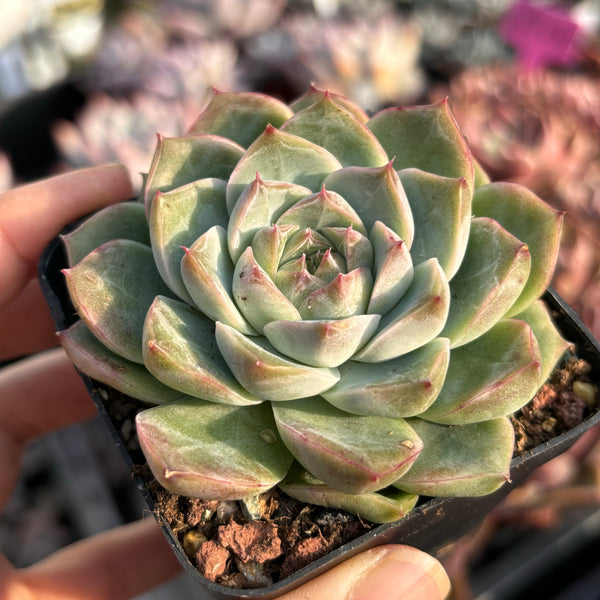 Echeveria Silhouette 剪影 Succulent Delight new hybrid